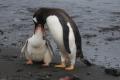 7/2/18; Isla Barrientos, Pisklę pingwina białobrewego (<i>Pygoscelis papua</i>) karmione przez rodzica.